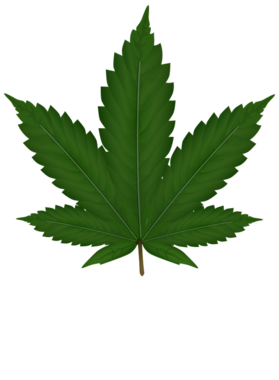 Weed Leaf Cannabis Marijuana Smoke Thc Cbd Fan T Shirt